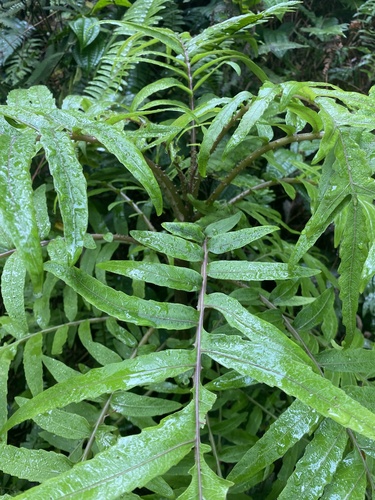Cyanea grimesiana ssp. grimesiana