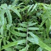 Cyanea grimesiana grimesiana - Photo 由 David Arcese 所上傳的 (c) David Arcese，保留所有權利