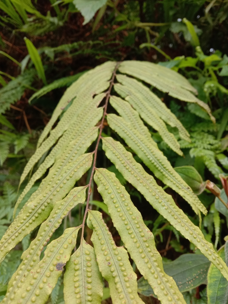 Genus Goniophlebium · iNaturalist