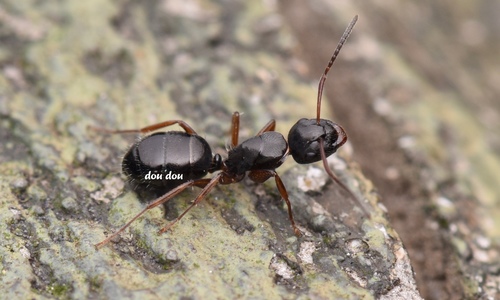 肩弓背蚁Camponotus humerus