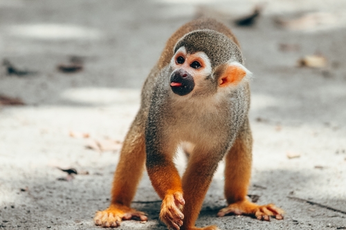 Saimiri collinsi Osgood, 1916