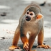 Collins' Squirrel Monkey - Photo (c) Eddy Lyncoln, all rights reserved, uploaded by Eddy Lyncoln