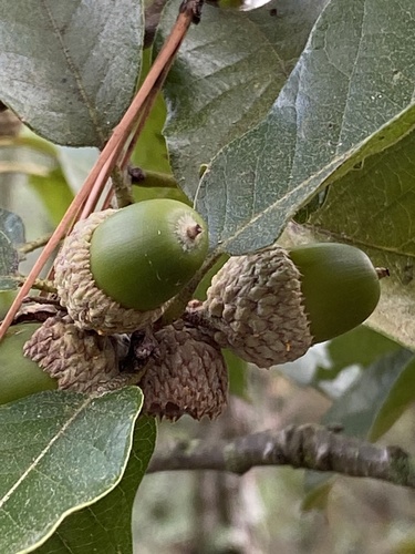Quercus tuberculata