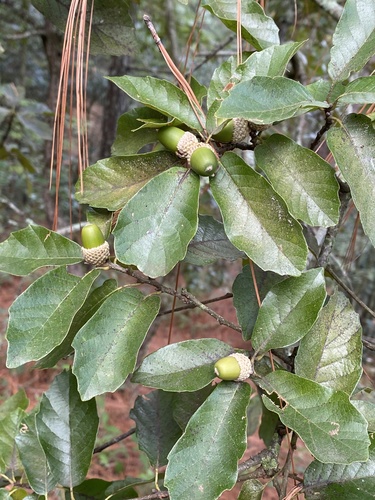 Quercus tuberculata