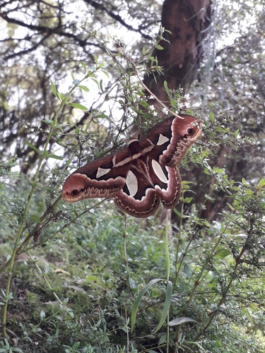 Rothchild's Atlas Moth