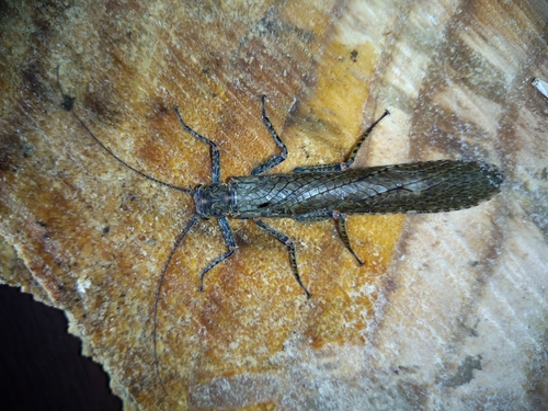 Diamphipnoa