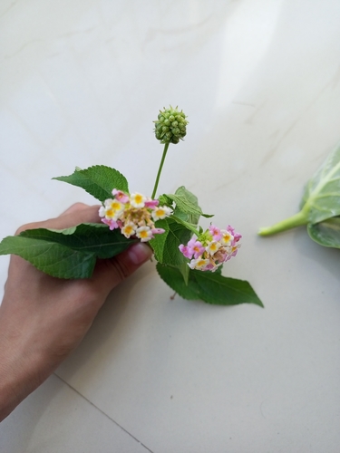 common lantana