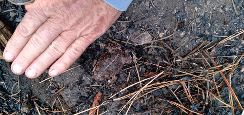 iNaturalist observation photo of North American Toads