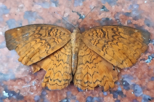 Common Castor Butterfly