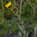 Thorny African Thistle - Photo (c) Warren McCleland, all rights reserved, uploaded by Warren McCleland