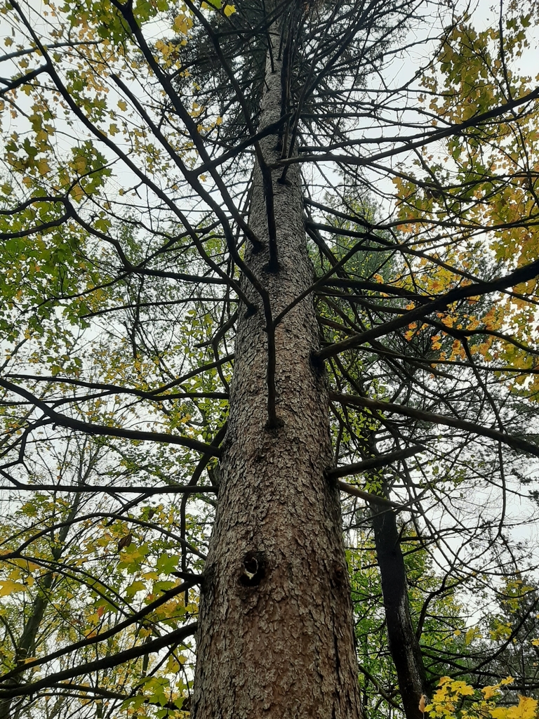 tamarack-from-rockcliffe-park-ottawa-on-canada-on-october-22-2021