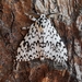 Lymantria singapura - Photo (c) Cheryl Stinchcomb, all rights reserved, uploaded by Cheryl Stinchcomb