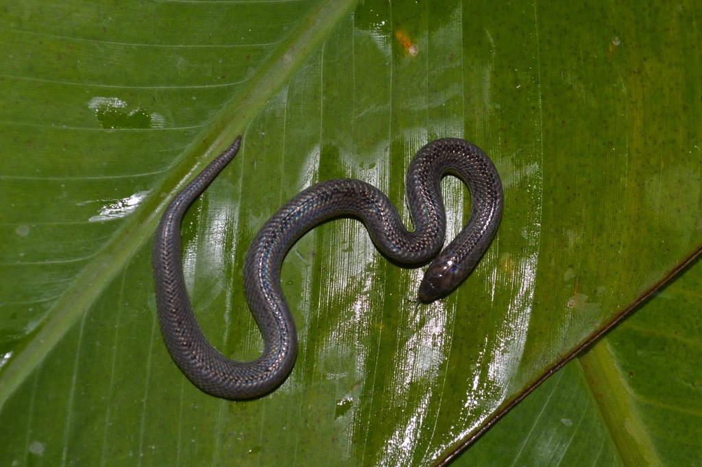 Hallowell's Ground Snake from Eastern Tobago, Trinidad and Tobago on