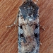 Euxoa albipennis - Photo (c) Leslie Goethals, όλα τα δικαιώματα διατηρούνται, uploaded by Leslie Goethals