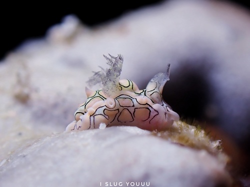 Sagaminopteron psychedelicum — seen at this dive site