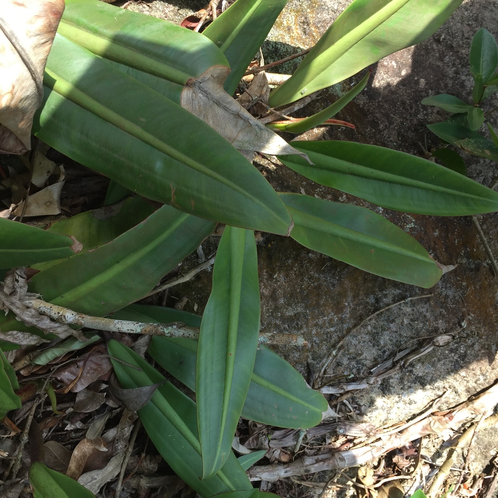 Philodendron crassinervium  iNaturalist