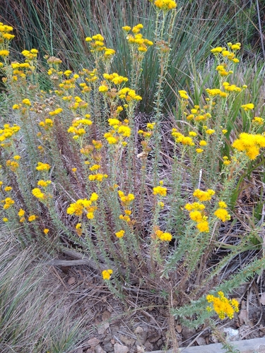 iNaturalist observation photo of Coastal Goldenbush