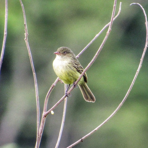 Mishana Tyrannulet
