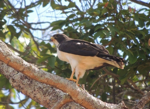 Short-tailed Hawk