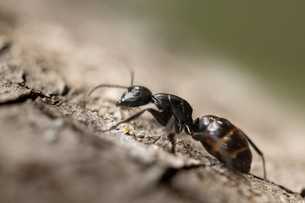 Western Carpenter Ant (Invertebrates of Foothills Nature Preserve ...