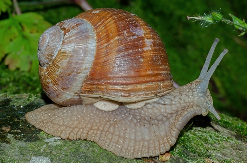 Vynuoginė sraigė nuotrauka