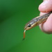 Pacific Water Snake - Photo (c) Jessica Friedman, all rights reserved, uploaded by Jessica Friedman