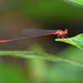 Igneocnemis flammea - Photo (c) stijn-de-win, all rights reserved, uploaded by stijn-de-win