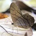 Mariposa Sátira Luna - Photo (c) drainstamp, todos los derechos reservados