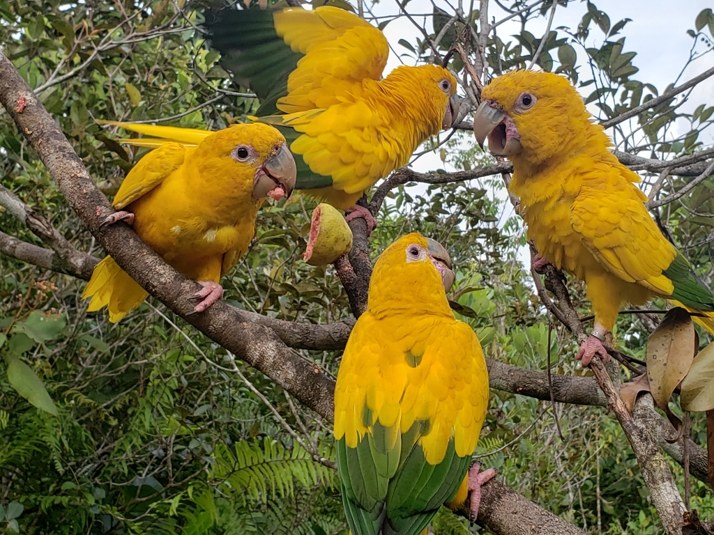 Golden Parakeet (Guaruba guarouba) · iNaturalist Guatemala