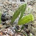 Alga Pluma Verde - Photo (c) pleahy, todos los derechos reservados