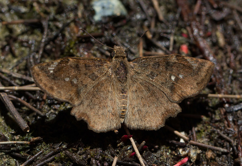 Common Spurwing