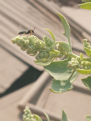 photo of Yellow-collared Masked Bee (Hylaeus euxanthus)