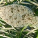 Smalltooth Flounder - Photo (c) Lucy Smiechura, all rights reserved, uploaded by Lucy Smiechura