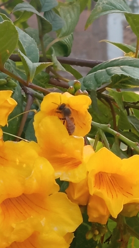 photo of Western Honey Bee (Apis mellifera)