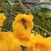 photo of Western Honey Bee (Apis mellifera)