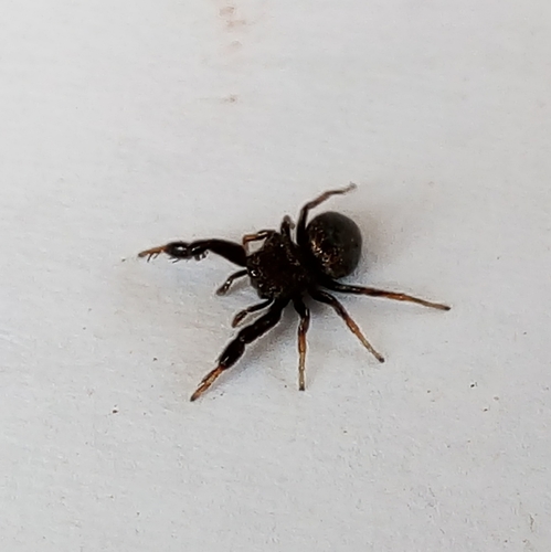Harmochirus bianoriformis