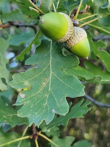downy oak