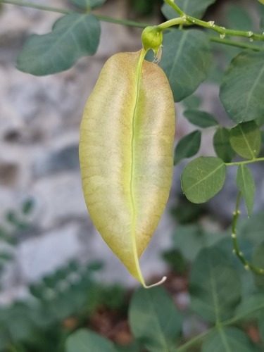 Bladder-senna