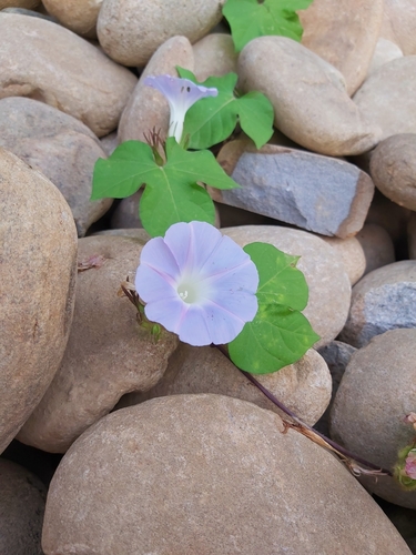 Japanese morning glory