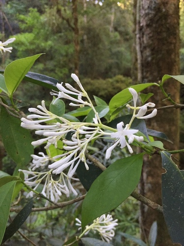 Rudgea jasminoides