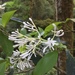 Rudgea jasminoides - Photo (c) Guilherme Vasconcellos, all rights reserved, uploaded by Guilherme Vasconcellos