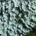 Lepraria cryophila - Photo (c) Pete Woods, כל הזכויות שמורות, הועלה על ידי Pete Woods