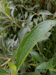 Baccharis latifolia image