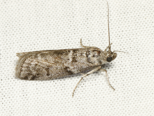Pyla aequivoca