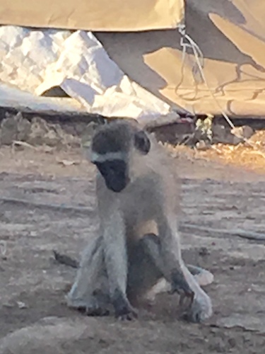 Vervet Monkey