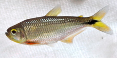 Image of Bryconamericus scleroparius