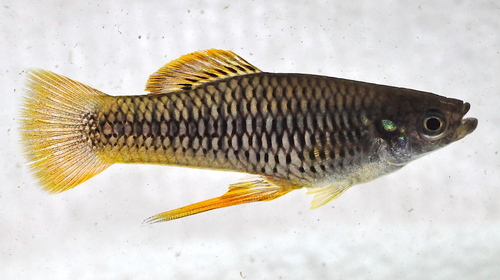 Priapichthys annectens (Regan, 1907)