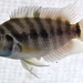 Panama Convict Cichlid - Photo (c) Michael Tobler, all rights reserved, uploaded by Michael Tobler