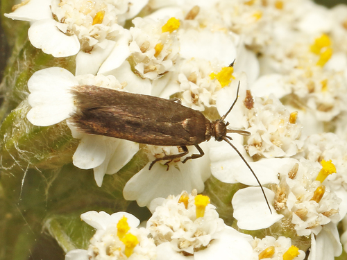 Scythris pilosella