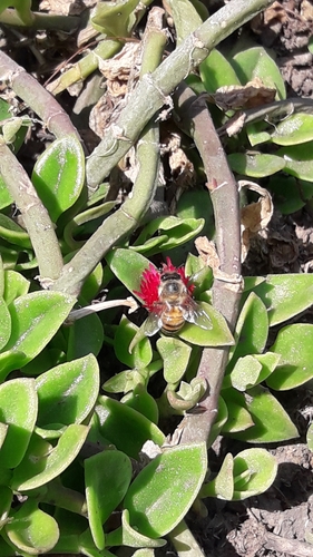 photo of Western Honey Bee (Apis mellifera)